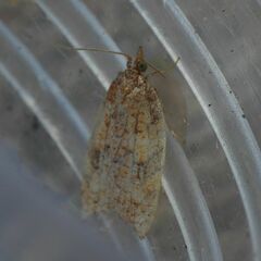 Acleris rhombana