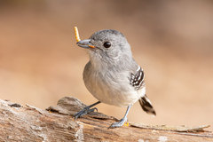 Thamnophilus pelzelni