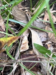 Plusiodonta compressipalpis