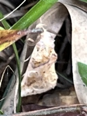 Plusiodonta compressipalpis