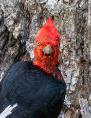 Campephilus magellanicus