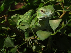 Ctenosaura macrolopha