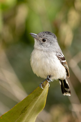 Thamnophilus pelzelni