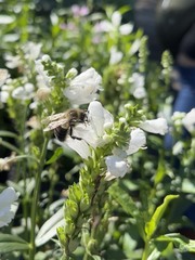 Bombus impatiens