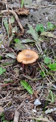 Armillaria nabsnona