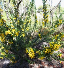 Aotus lanigera