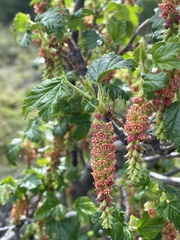 Ribes magellanicum