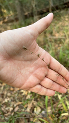 Chasmanthium sessiliflorum