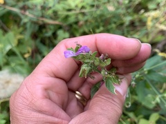 Dicliptera brachiata