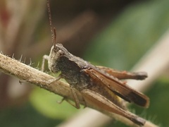 Acrididae