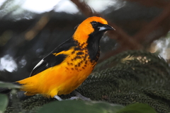 Icterus pectoralis
