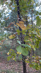 Carya tomentosa