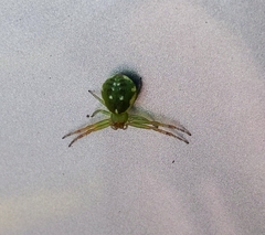 Diaea ambara
