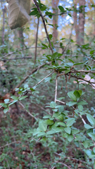Ligustrum quihoui