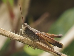 Acrididae