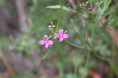 Boronia spathulata