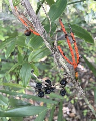 Chamaedorea seifrizii