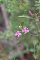 Boronia spathulata