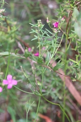 Boronia spathulata