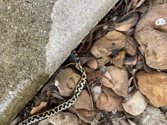 Thamnophis cyrtopsis ocellatus