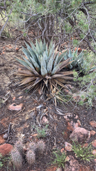 Agave parryi