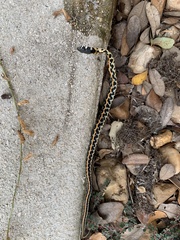 Thamnophis cyrtopsis ocellatus