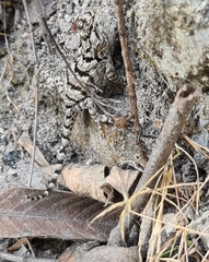 Sceloporus