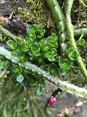 Lepismium cruciforme