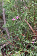 Boronia spathulata