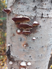 Trichaptum subchartaceum