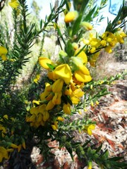 Aotus lanigera