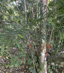 Chamaedorea seifrizii