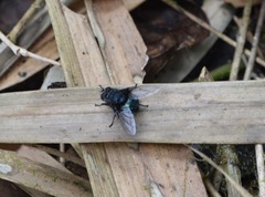 Calliphora nigribasis