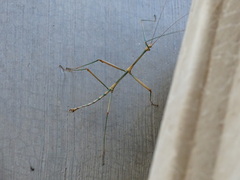 Megaphasma denticrus