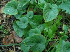 Viola uliginosa