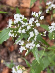 Ageratina havanensis