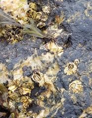 Semibalanus balanoides