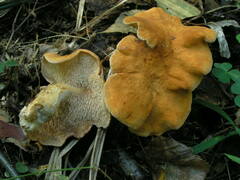 Hydnum rufescens