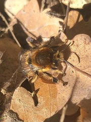 Anthophora aestivalis