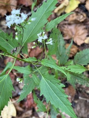 Ageratina havanensis