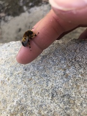 Anthophora aestivalis