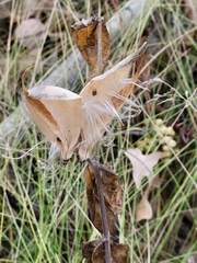 Asclepias ovalifolia