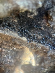 Brachyponera chinensis