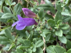 Penstemon ellipticus