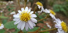 Olearia tomentosa