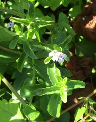 Clinopodium brownei