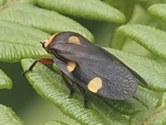 Cercopidae