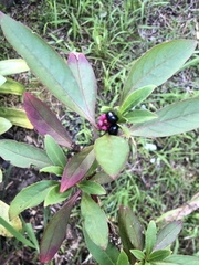 Phytolacca
