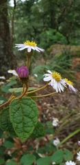 Olearia tomentosa