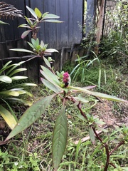 Phytolacca